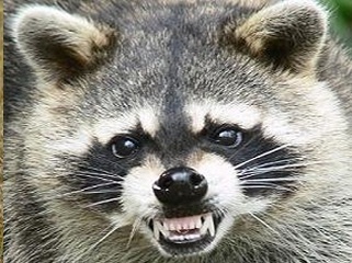 Raccoons are dangerous and need to be handled by professionals.
